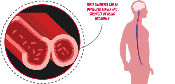 Máy tập Hydromax cải thiện kích thước tăng cường sinh lý hiệu quả Máy tập Hydromax cải thiện kích thước tăng cường sinh lý hiệu quả