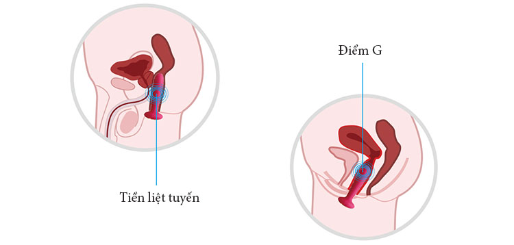 Máy mát xa hậu môn Svakom Primo nóng ấm, kích thích cực đỉnh