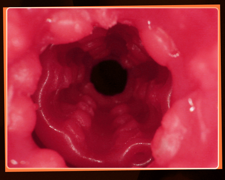 Búp bê tình dục bán thân silicone Mizzzee Eden 19kg mềm mại đẳng cấp