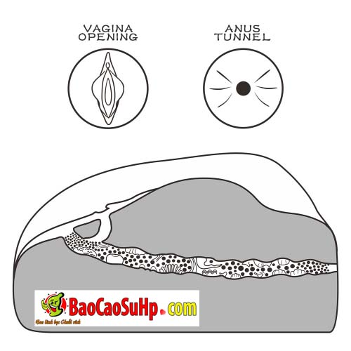 Mông giả nguyên khối Lovetoy USA Streetgirl’s Lala 15kg thật