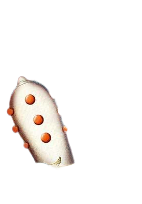  Shop bán Bao cao su 9 bi Dragon Xmen New cực dai bền!!  có tốt không? 