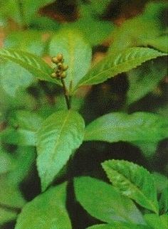 Vimax Men Delay Spray thuốc xịt kéo dài hiệu quả tăng cường sinh lý