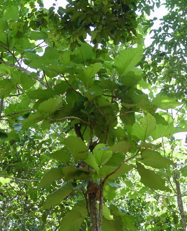 Vimax Men Delay Spray thuốc xịt kéo dài hiệu quả tăng cường sinh lý