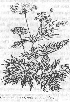 Vimax Men Delay Spray thuốc xịt kéo dài hiệu quả tăng cường sinh lý