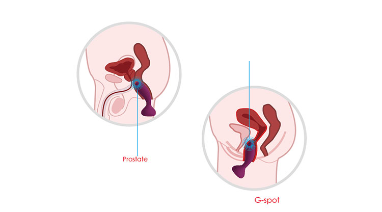Sextoy hậu môn Svakom Julie cao cấp điều khiển từ xa rung mạnh