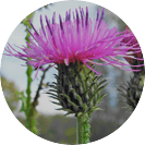 Titan Gel Gold tăng kích thước dương vật tự nhiên an toàn hiệu quả