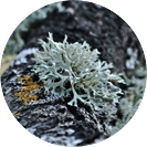 Titan Gel Gold tăng kích thước dương vật tự nhiên an toàn hiệu quả