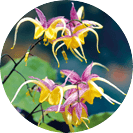 Titan Gel Gold tăng kích thước dương vật tự nhiên an toàn hiệu quả