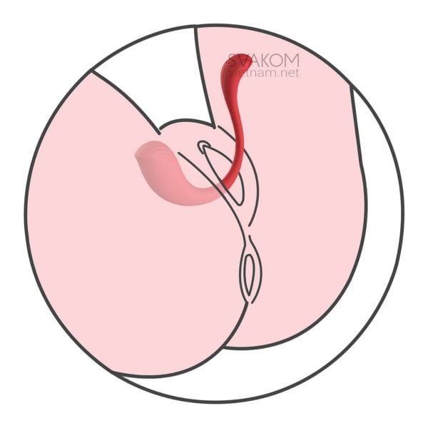 SVAKOM Phoenix Neo phượng hoàng cảm ứng điều khiển app thông minh dễ dùng
