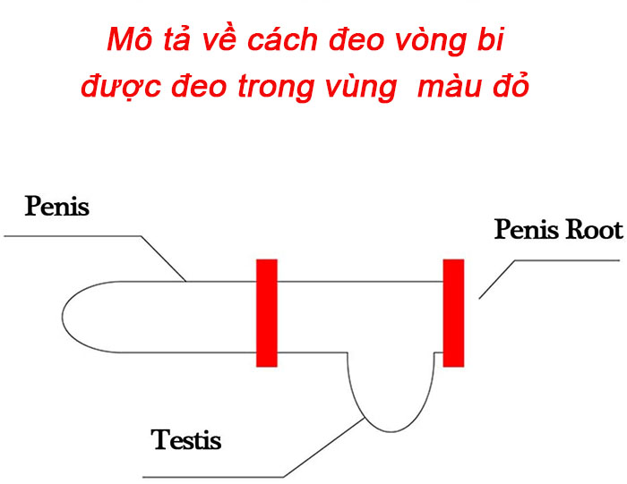 Vòng Bi Inox DC70P Chặn Bìu Chống Xuất Tinh Sớm Hiệu Quả