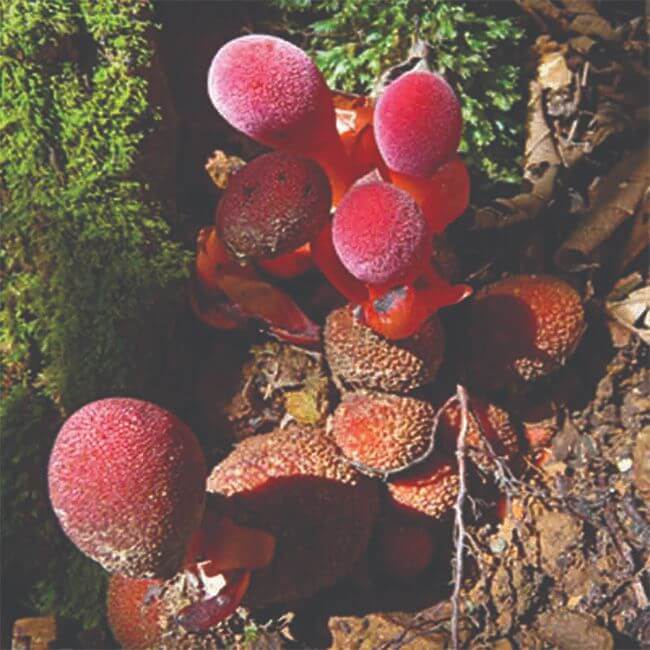  Giá sỉ Kẹo Sâm Xtreme Candy Chính Hãng Malaysia tốt nhất