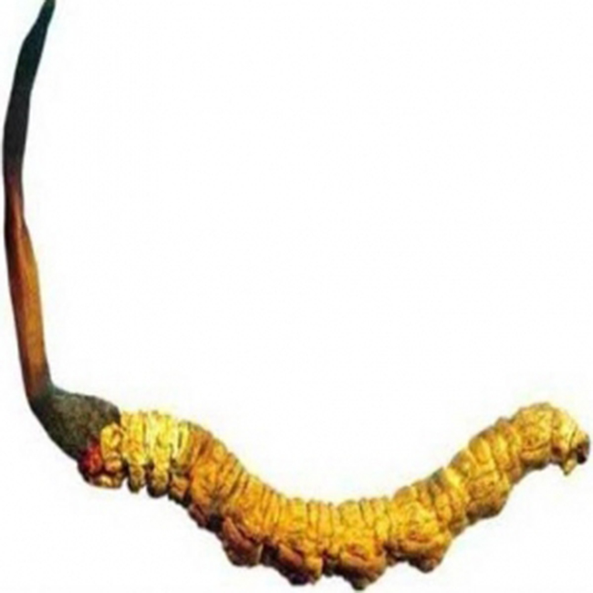  Giá sỉ Kẹo Sâm Xtreme Candy Chính Hãng Malaysia tốt nhất