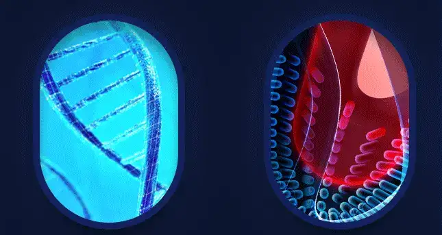 Máy rung dương vật DC33K cao cấp đeo kéo dài thời gian kích thích âm vật