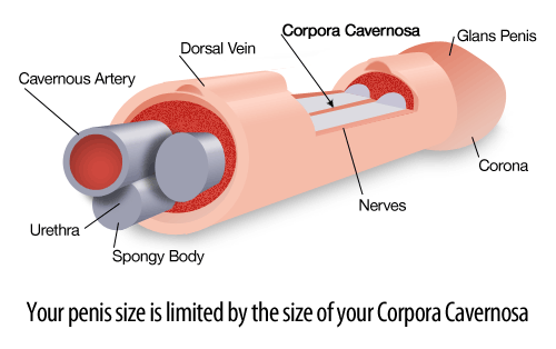  Phân phối DC03 Máy tập tăng kích cỡ dương vật Pro Extender tiêu chuẩn Mỹ giá tốt