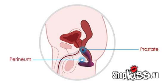  Sỉ Máy rung hậu môn và điểm G Svakom Vicky chính hãng của Mỹ tốt nhất