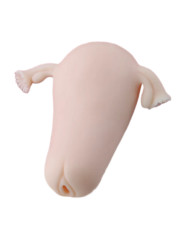  Cửa hàng bán ManMiao Real Uterus âm đạo giả cầm tay mô phỏng tử cung phụ nữ  hàng mới về 