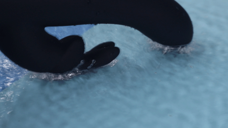 Fifty Shades Darker Oh My – Phim Tình Cảm Gợi Cảm, Hấp Dẫn