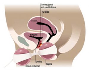 Bóng se khít âm đạo Lelo Luna Beads chất lượng ưu việt