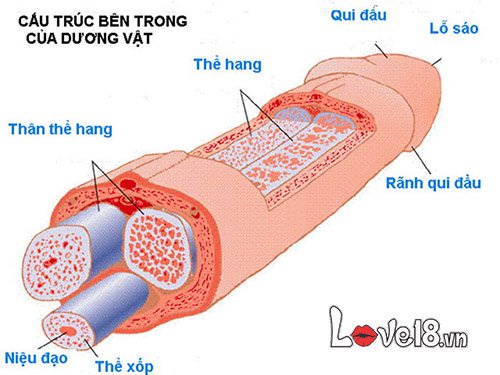  Cửa hàng bán Máy làm to dương vật Maximizer Worx VX2 giá rẻ