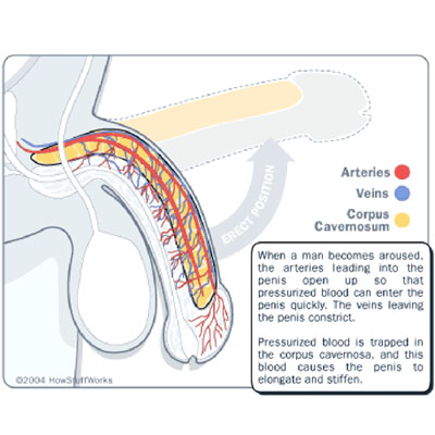 Thảo Dược Erect Zan Tăng Lực Sinh Lý Tự Nhiên Quà Tặng Ship Free
